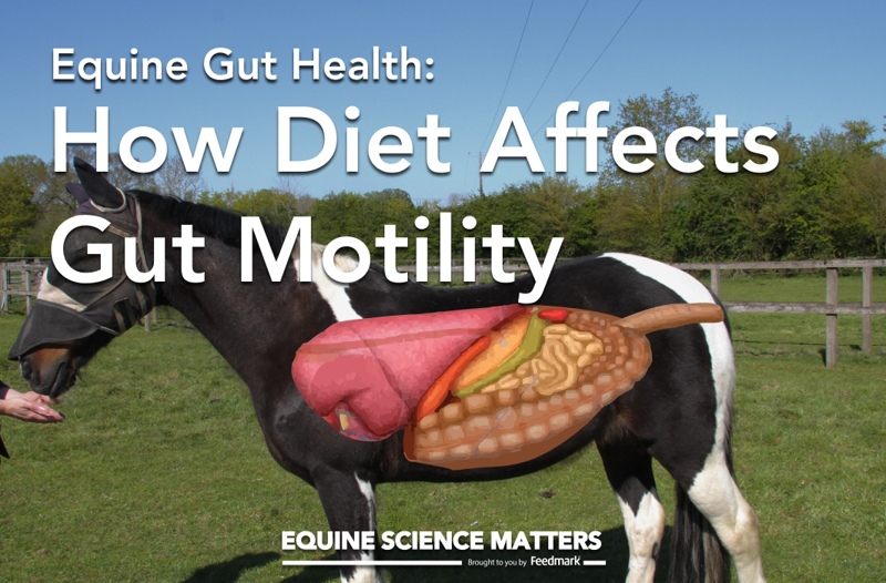 How does what our horses eat affect how their gut moves? | Equine Science Matters™